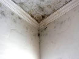  , USA Mold Removal Services Pros